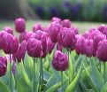 Тюльпан Триумф Пёрпл (Tulipa Triumph Purple) — фото 5