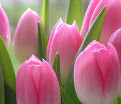 Тюльпан Триумф Розовый (Tulipa Triumph Pink) — фото 2
