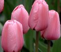 Тюльпан Триумф Розовый (Tulipa Triumph Pink) — фото 3
