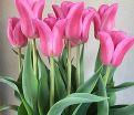 Тюльпан Триумф Розовый (Tulipa Triumph Pink) — фото 6