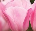 Тюльпан Триумф Розовый (Tulipa Triumph Pink) — фото 7