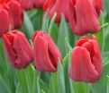 Тюльпан Седов (Tulipa Seadov) — фото 2