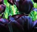 Тюльпан Триумф Чёрный (Tulipa Triumph Black) — фото 3