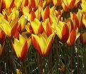 Тюльпан Тубержен Гем (Tulipa chrysantha Tubergen's Gem) — фото 3