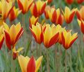 Тюльпан Тубержен Гем (Tulipa chrysantha Tubergen's Gem) — фото 5