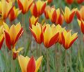 Тюльпан Тубержен Гем (Tulipa chrysantha Tubergen's Gem) — фото 5