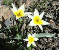 Тюльпан Туркестаника (Tulipa turkestanica) — фото 4