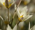 Тюльпан Туркестаника (Tulipa turkestanica) — фото 9