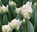 Тюльпан Уайт Маунтин (Tulipa White Mountain) — фото 4