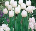 Тюльпан Уайт Принс (Tulipa White Prince) — фото 4