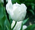 Тюльпан Уайт Пэррот (Tulipa White Parrot) — фото 5