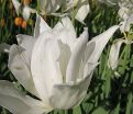 Тюльпан Уайт Триумфатор (Tulipa White Triumphator) — фото 2