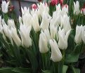 Тюльпан Уайт Триумфатор (Tulipa White Triumphator) — фото 4