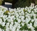 Тюльпан Уайт Триумфатор (Tulipa White Triumphator) — фото 6