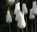 Тюльпан Уайт Триумфатор (Tulipa White Triumphator) — фото 8