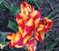 Тюльпан Уандер Клаб (Tulipa Wonder Club) — фото 2