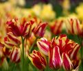 Тюльпан Уандер Клаб (Tulipa Wonder Club) — фото 3
