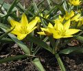 Тюльпан урумийский (Tulipa urumiensis) — фото 3