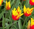 Тюльпан Фаир Вингз (Tulipa Fire Wings) — фото 2