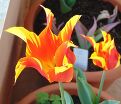 Тюльпан Фаир Вингз (Tulipa Fire Wings) — фото 3