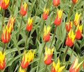 Тюльпан Фаир Вингз (Tulipa Fire Wings) — фото 5