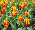 Тюльпан Фаир Вингз (Tulipa Fire Wings) — фото 6