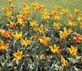 Тюльпан Фаир Вингз (Tulipa Fire Wings) — фото 8