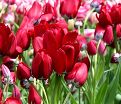 Тюльпан Файери Клаб (Tulipa Fiery Club) — фото 2