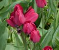Тюльпан Файери Клаб (Tulipa Fiery Club) — фото 3