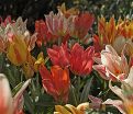 Тюльпан Фан Каларс Микс (Tulipa Fun Colours Mix) — фото 2
