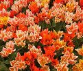 Тюльпан Фан Каларс Микс (Tulipa Fun Colours Mix) — фото 3