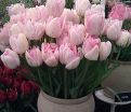 Тюльпан Финола (Tulipa Finola) — фото 3