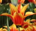 Тюльпан Флай Эвэй (Tulipa Fly Away) — фото 4