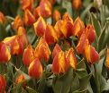 Тюльпан Флаэр (Tulipa Flair) — фото 2