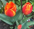 Тюльпан Флаэр (Tulipa Flair) — фото 3