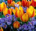 Тюльпан Флаэр (Tulipa Flair) — фото 4