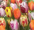 Тюльпан Флейминг Бьюти Микс (Tulipa Flaming Beauty Mix) — фото 2