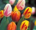 Тюльпан Флейминг Бьюти Микс (Tulipa Flaming Beauty Mix) — фото 3