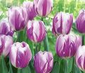 Тюльпан Флейминг Принс (Tulipa Flaming Prince) — фото 2