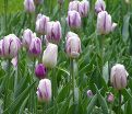 Тюльпан Флейминг Принс (Tulipa Flaming Prince) — фото 3