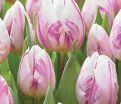 Тюльпан Флейминг Принс (Tulipa Flaming Prince) — фото 4