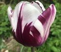 Тюльпан Флейминг Принс (Tulipa Flaming Prince) — фото 5