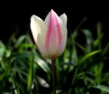 Тюльпан Флейминг Пуриссима (Tulipa Flaming Purissima) — фото 3