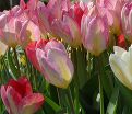 Тюльпан Флейминг Пуриссима (Tulipa Flaming Purissima) — фото 4