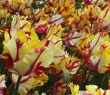 Тюльпан Флейминг Пэррот (Tulipa Flaming Parrot) — фото 2