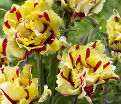 Тюльпан Флейминг Пэррот (Tulipa Flaming Parrot) — фото 3