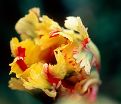 Тюльпан Флейминг Пэррот (Tulipa Flaming Parrot) — фото 4