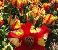 Тюльпан Флейминг Пэррот (Tulipa Flaming Parrot) — фото 5