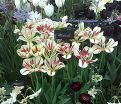 Тюльпан Флейминг Спринг Грин (Tulipa Flaming Spring Green) — фото 2