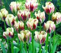 Тюльпан Флейминг Спринг Грин (Tulipa Flaming Spring Green) — фото 3